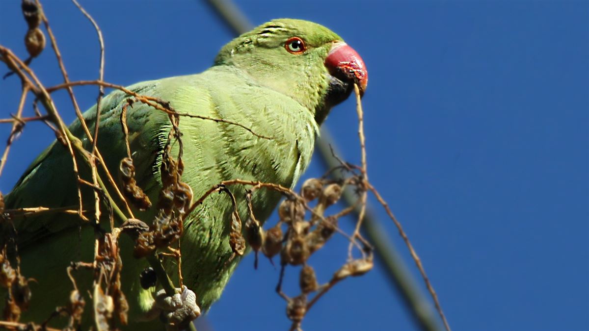 Rose-ringed Parakeet