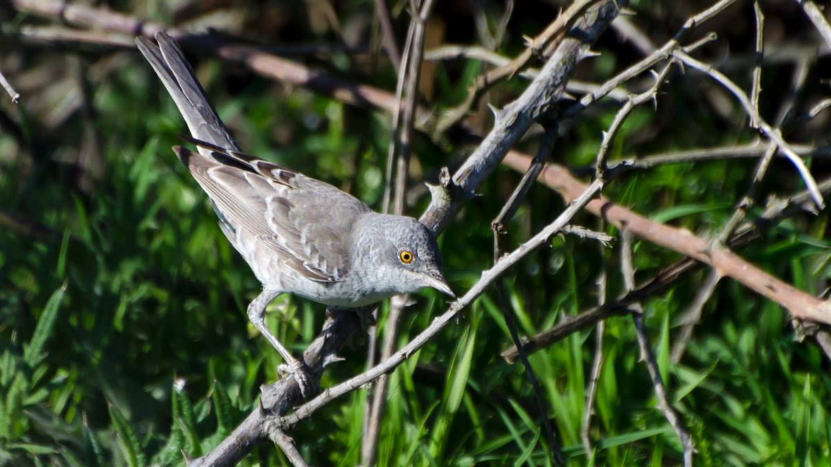 Barred Warbler