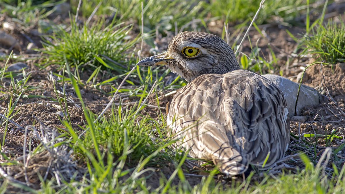 Eurasian Stone-curlew