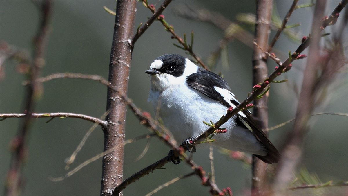 Collared Flycatcher