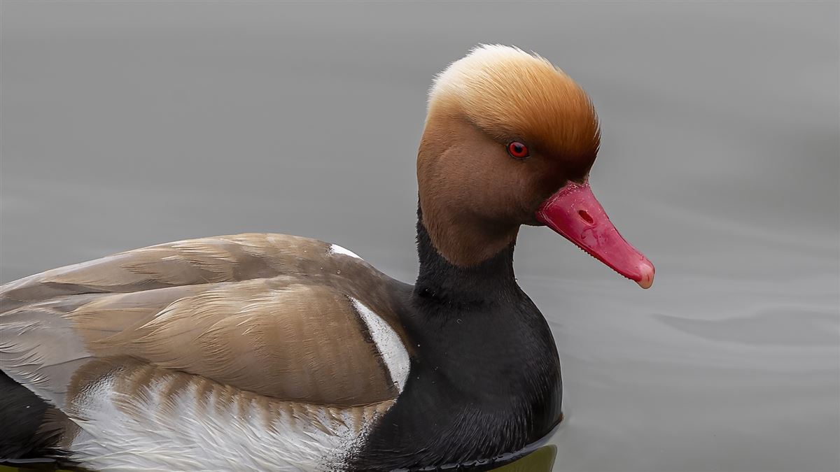 Red-crested Pochard