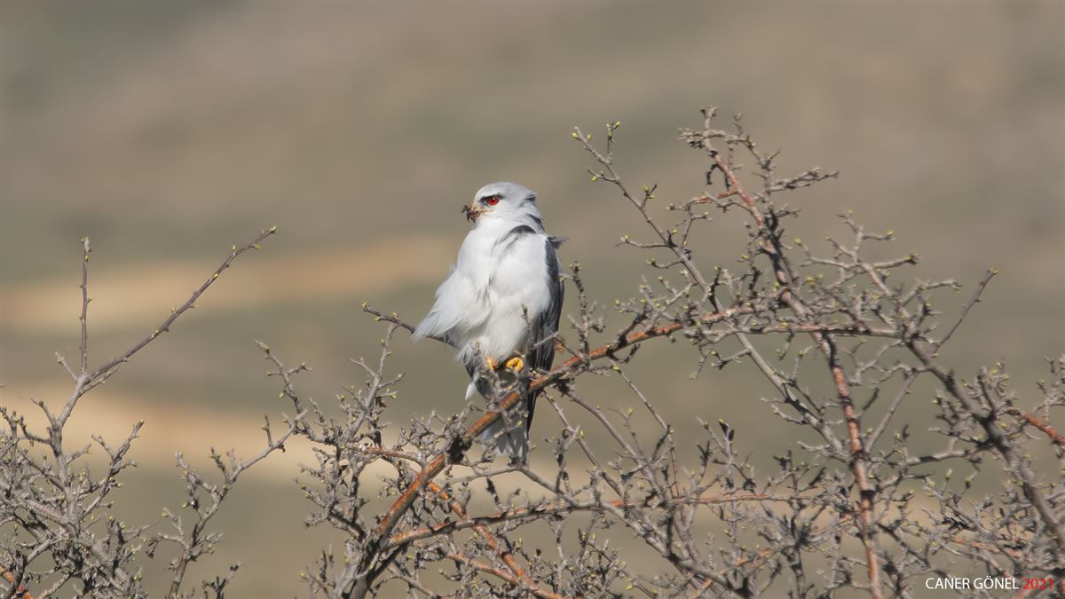 Black-winged Kite