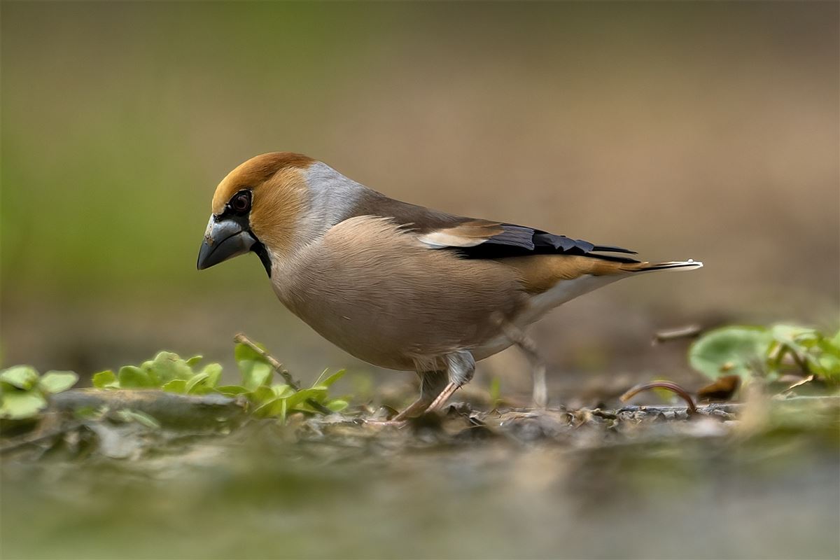 Hawfinch