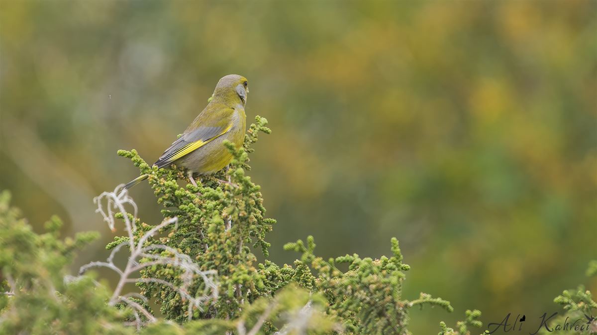 European Greenfinch