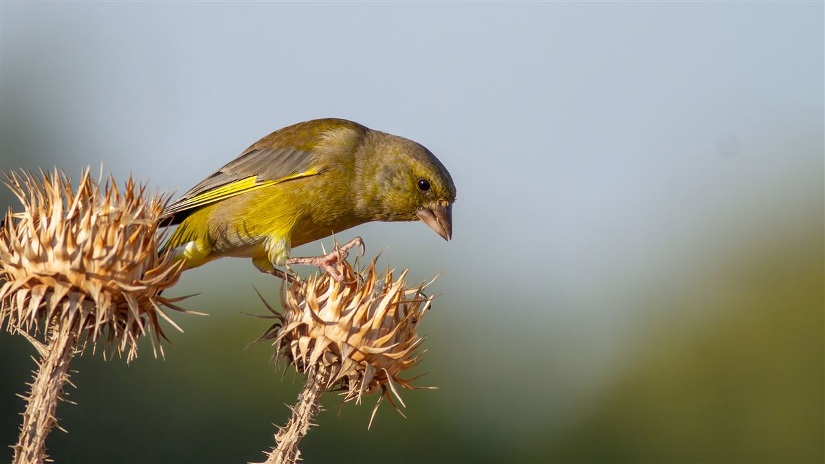 European Greenfinch