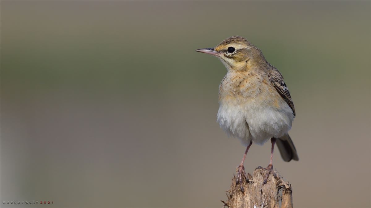 Tawny Pipit
