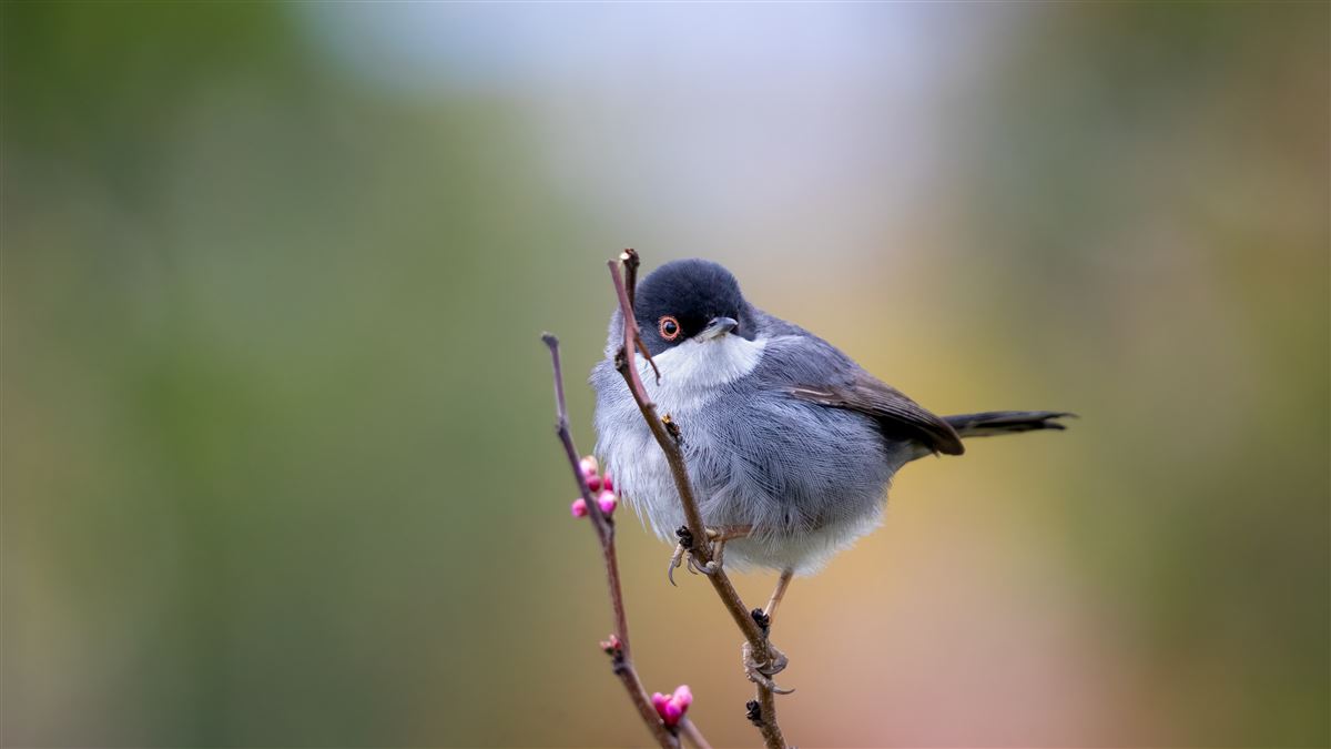 Sardinian Warbler