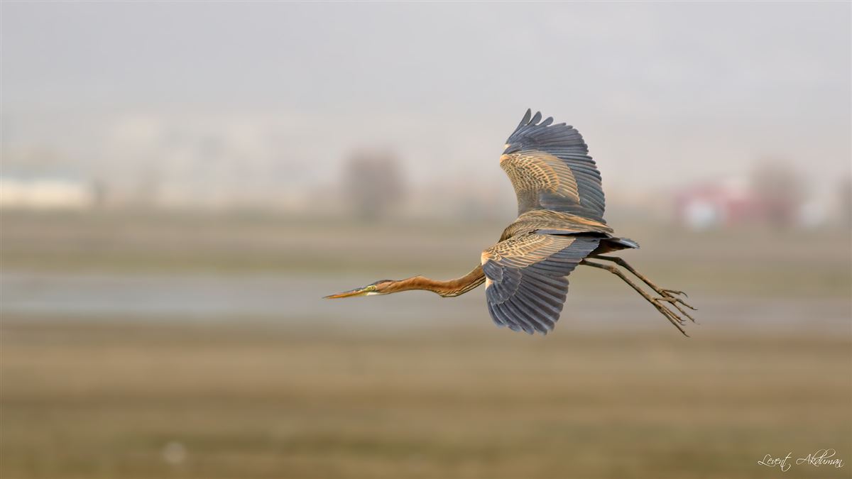 Purple Heron