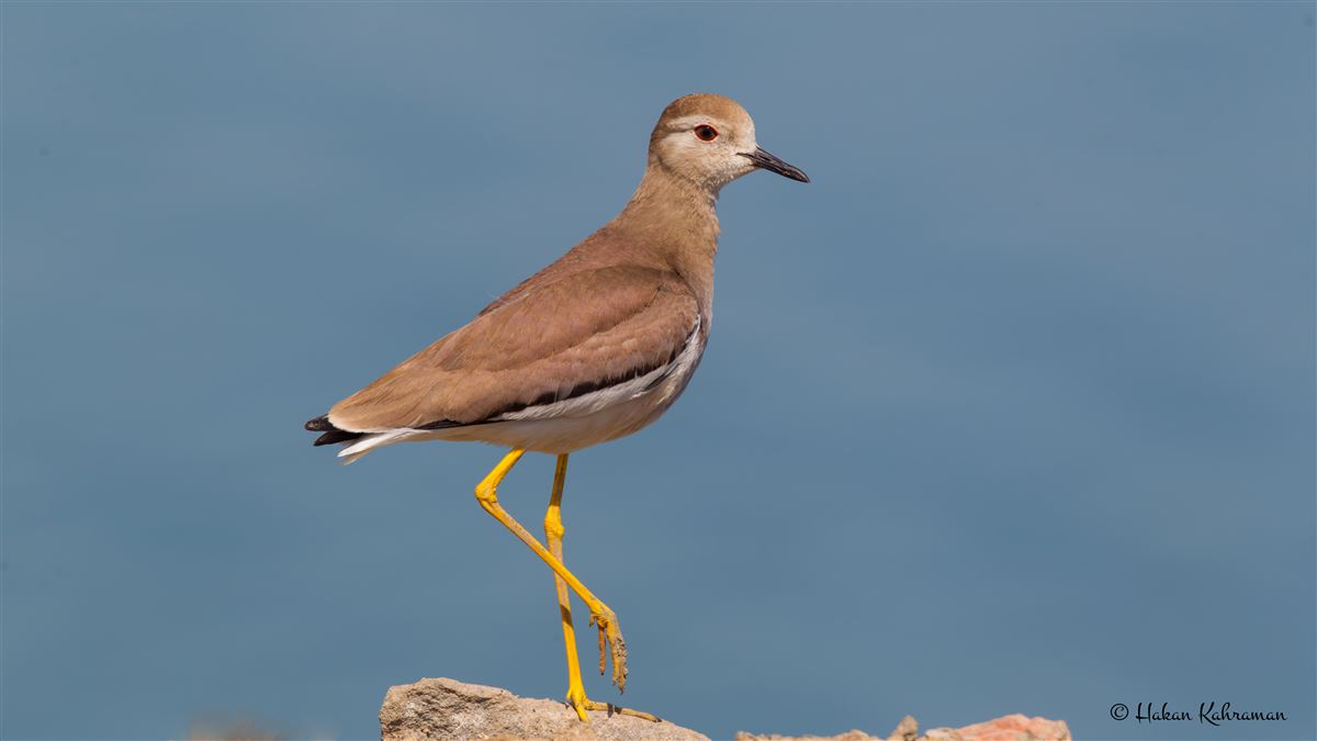 White-tailed Lapwing