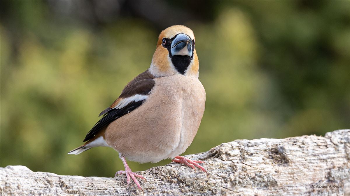 Hawfinch