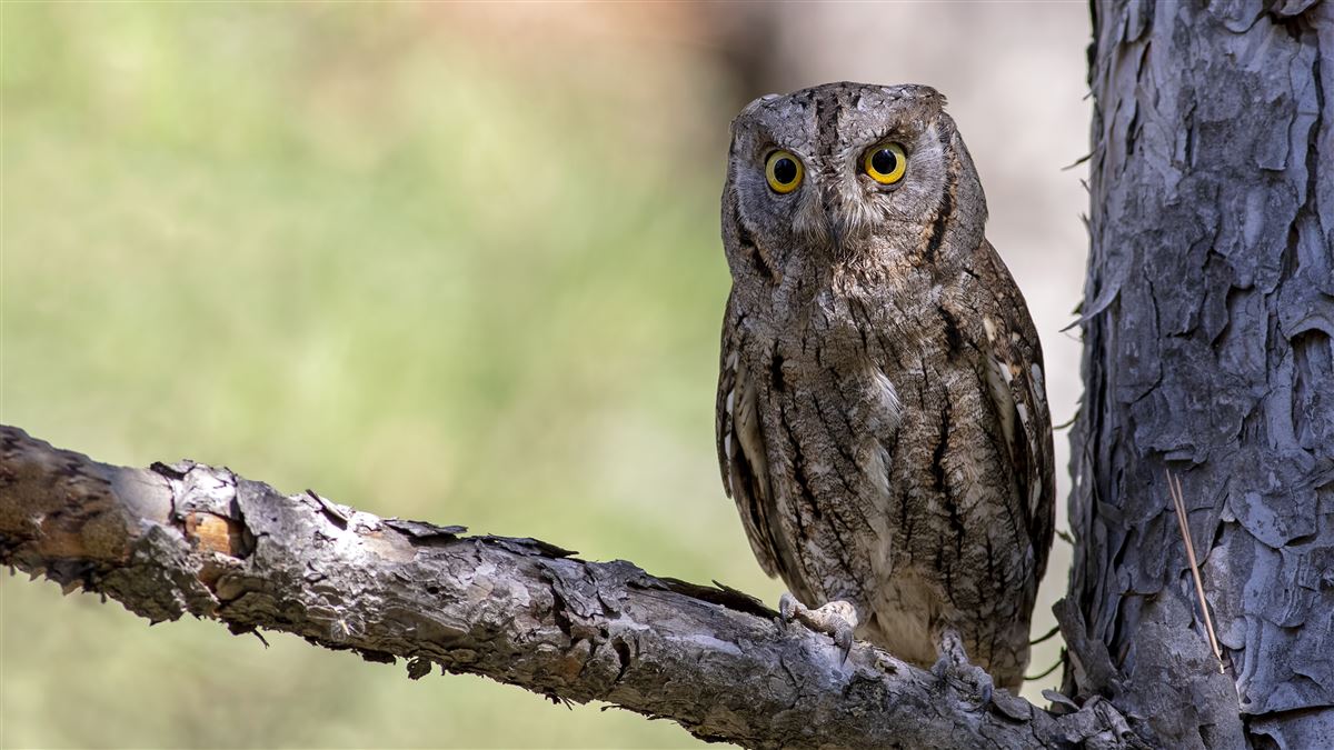 Eurasian Scops Owl