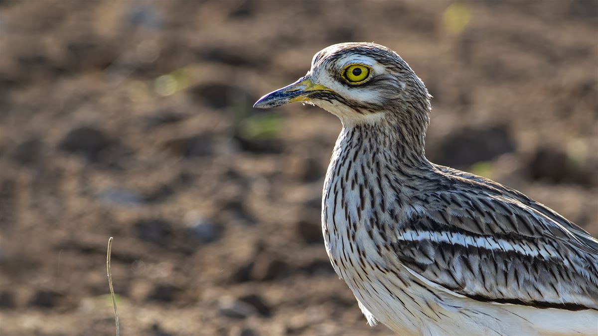 Eurasian Stone-curlew