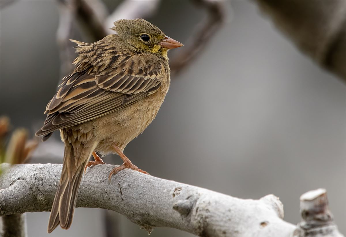 Ortolan Bunting