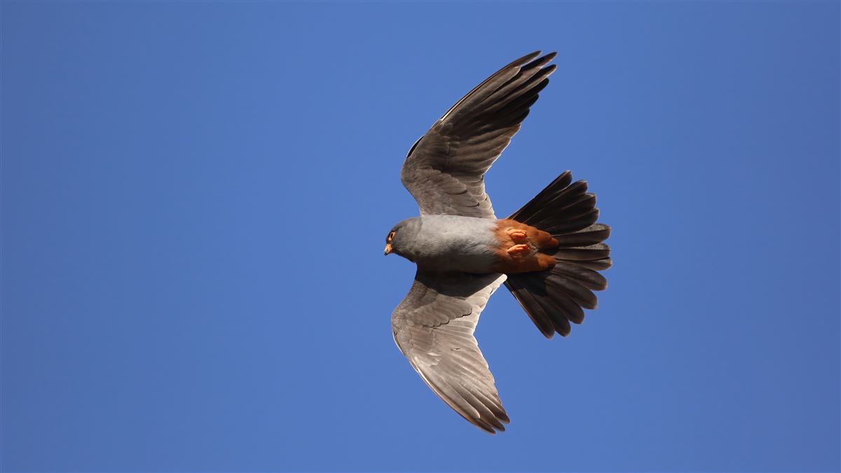 Red-footed Falcon