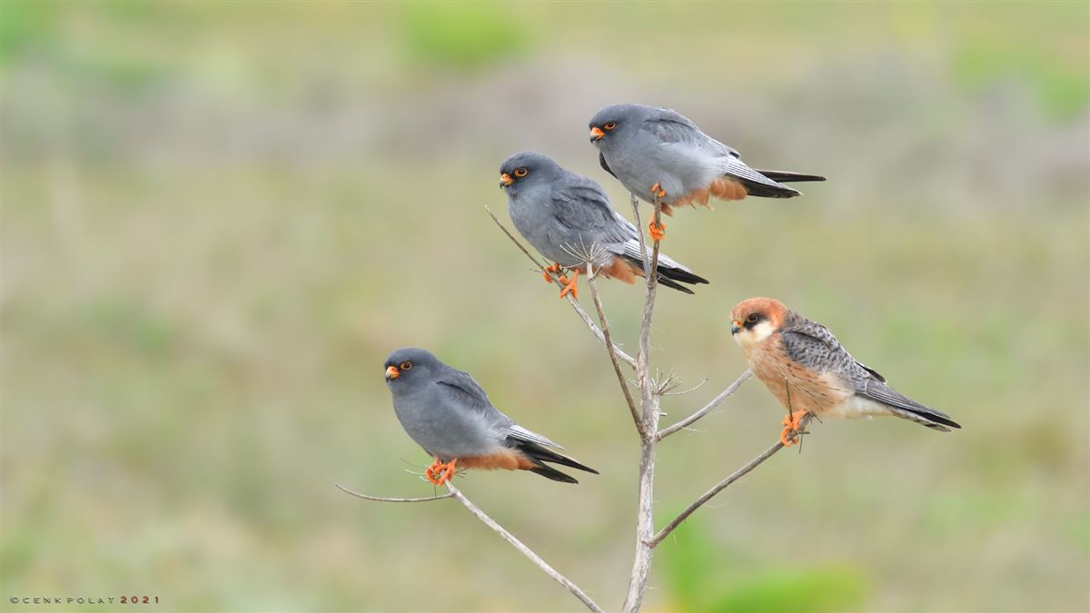 Red-footed Falcon