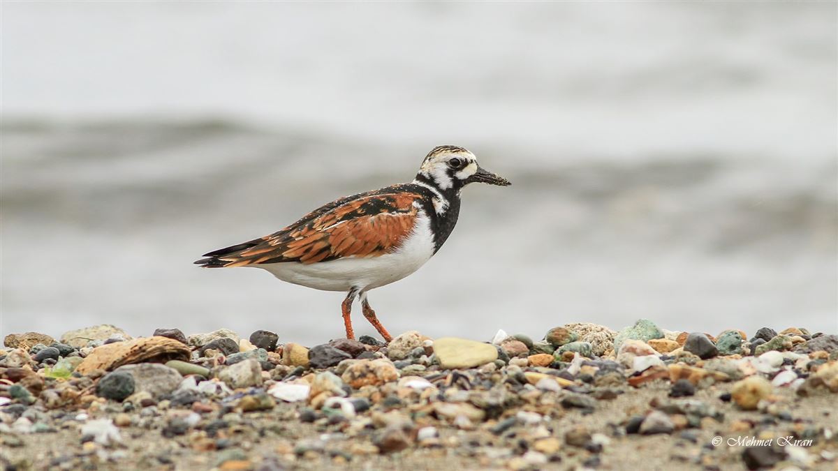 Ruddy Turnstone