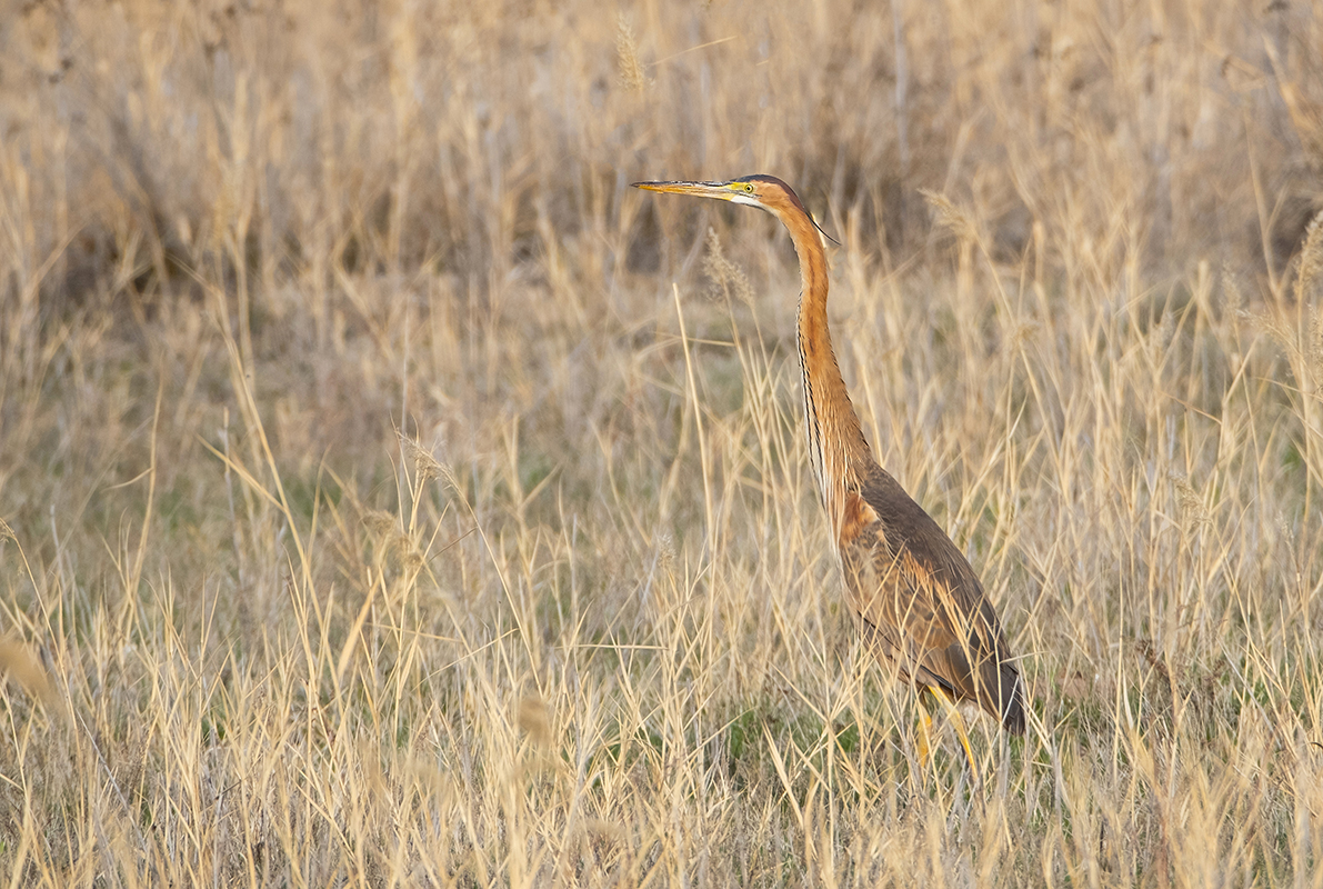 Purple Heron