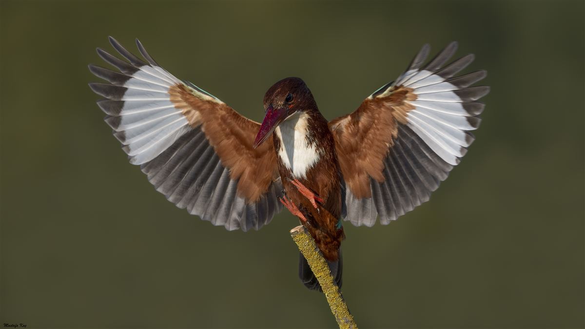 White-throated Kingfisher