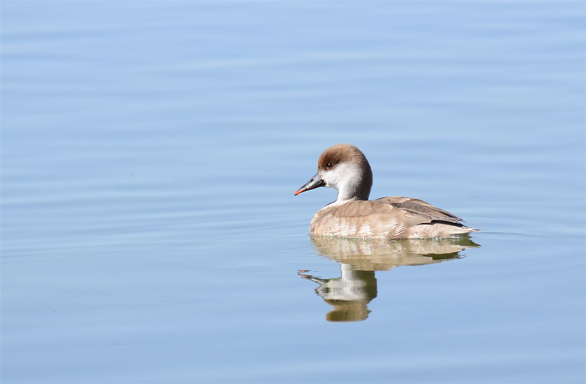 Red-crested Pochard