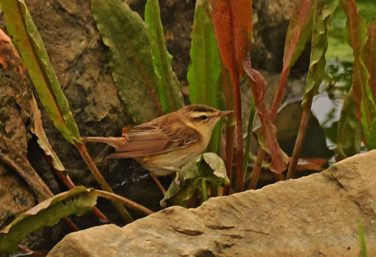 Sedge Warbler