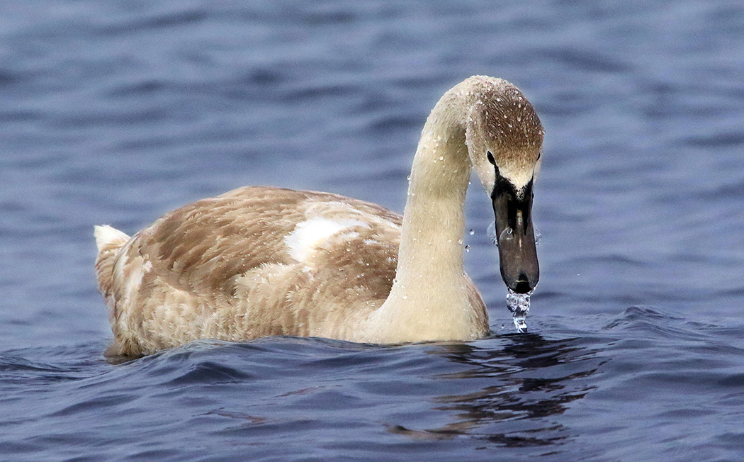 Mute Swan