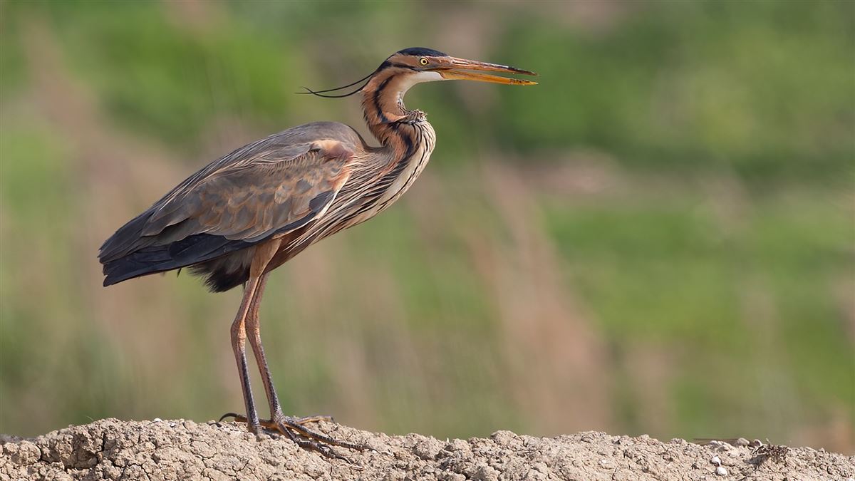 Purple Heron