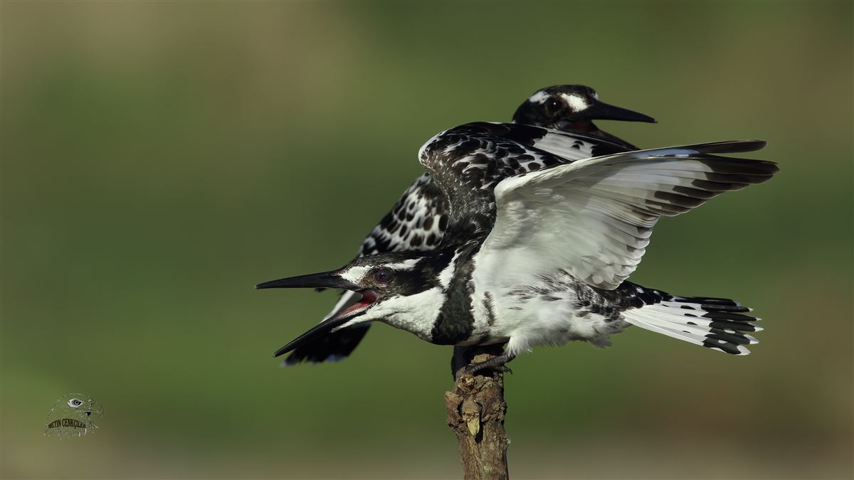 Pied Kingfisher