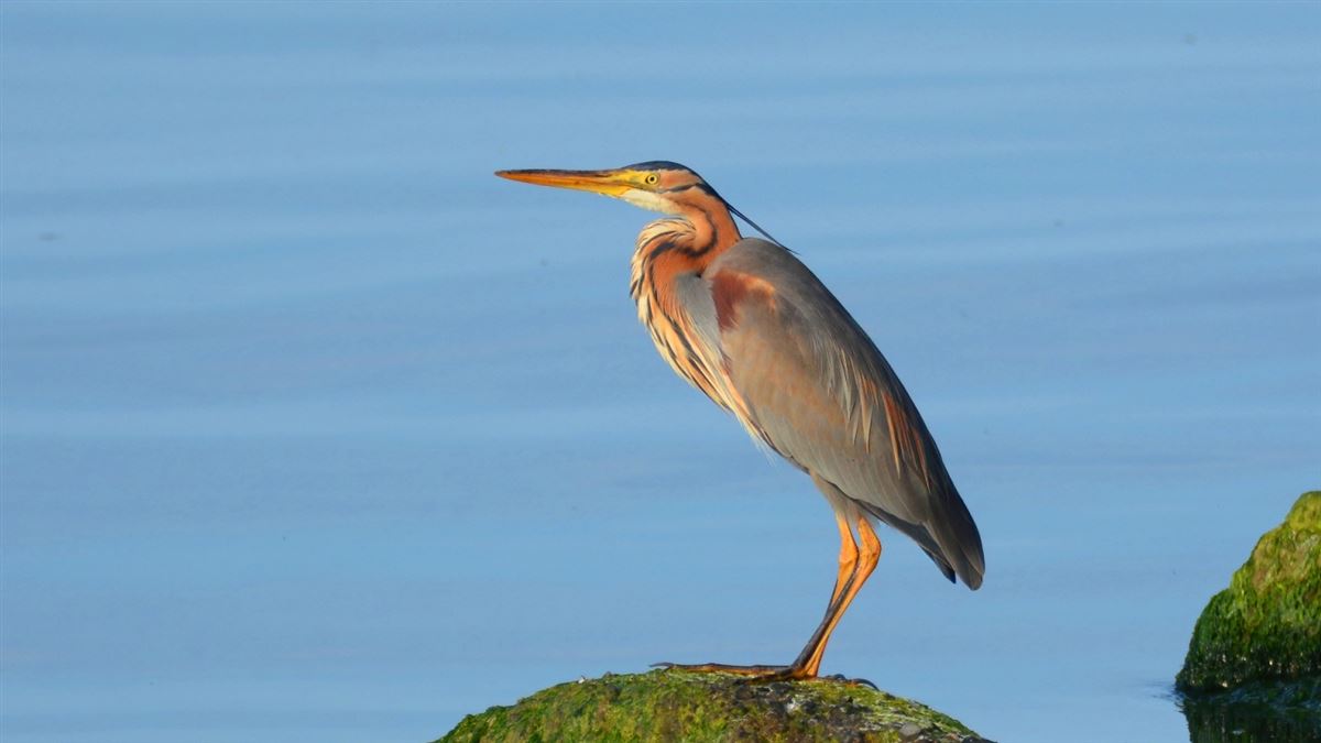 Purple Heron