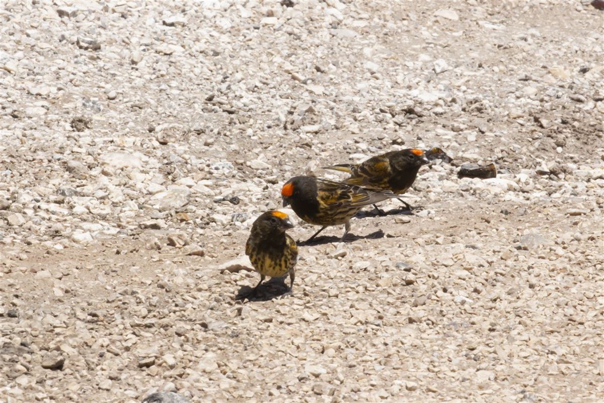 Red-fronted Serin