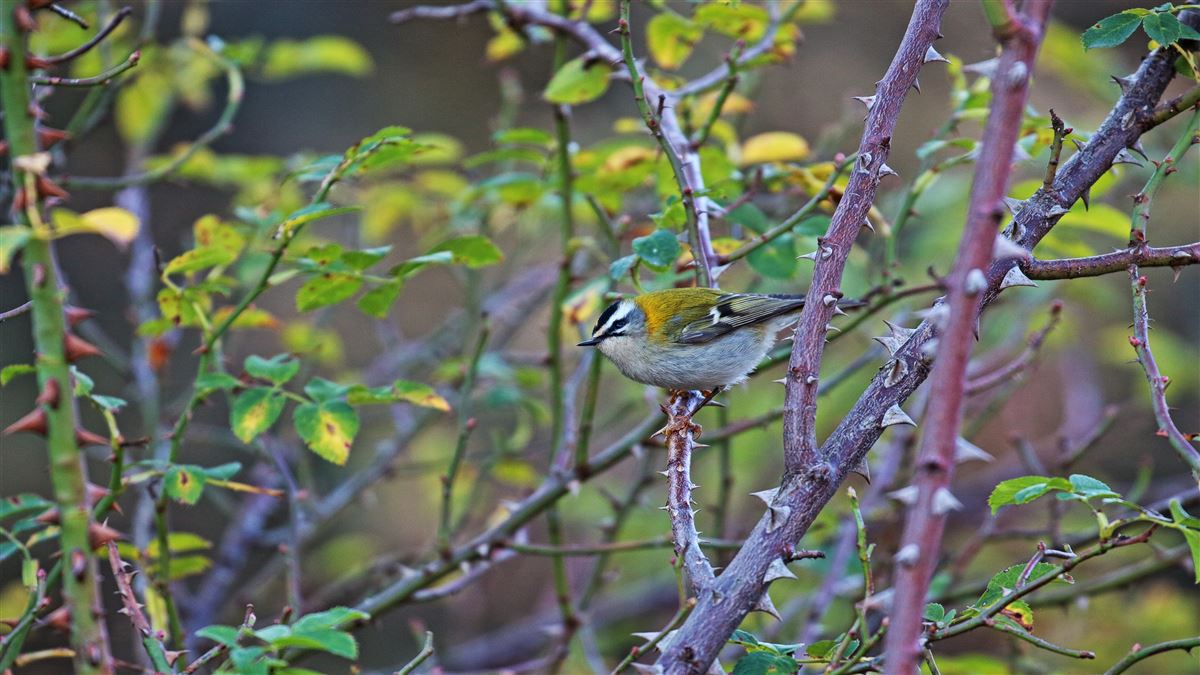 Common Firecrest