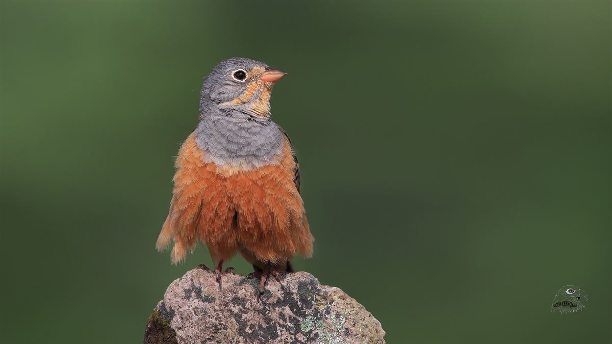 Cretzschmar`s Bunting