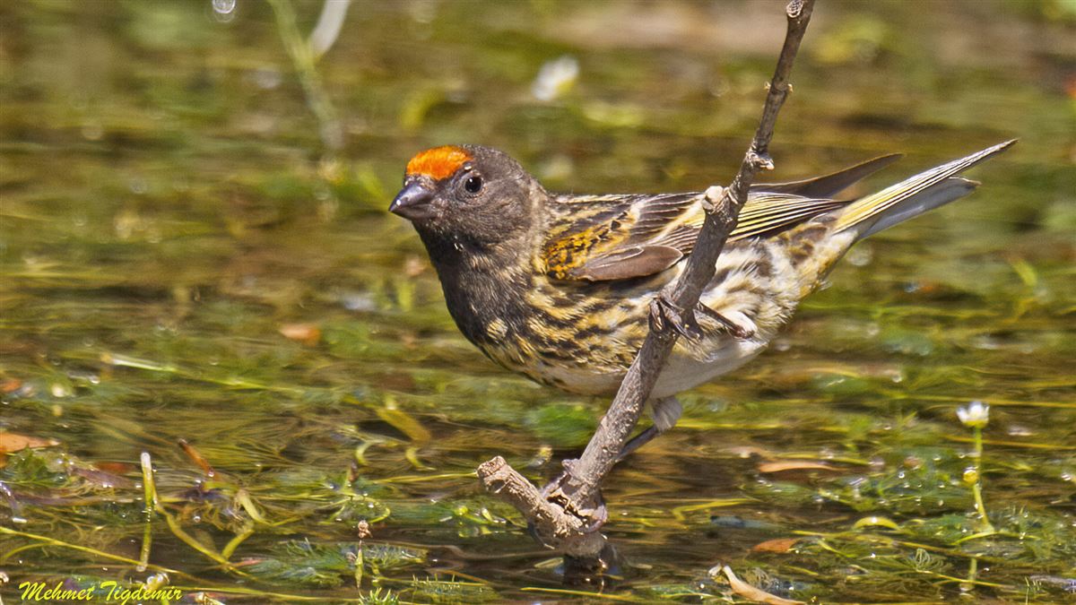 Red-fronted Serin