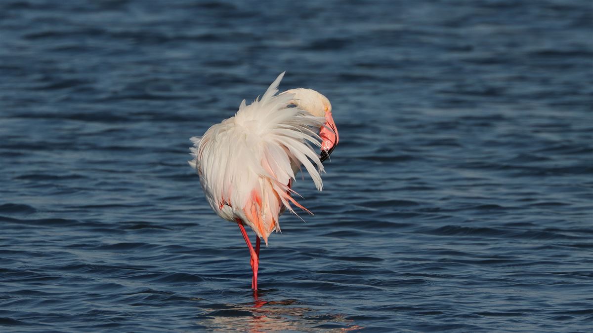 Flamingo