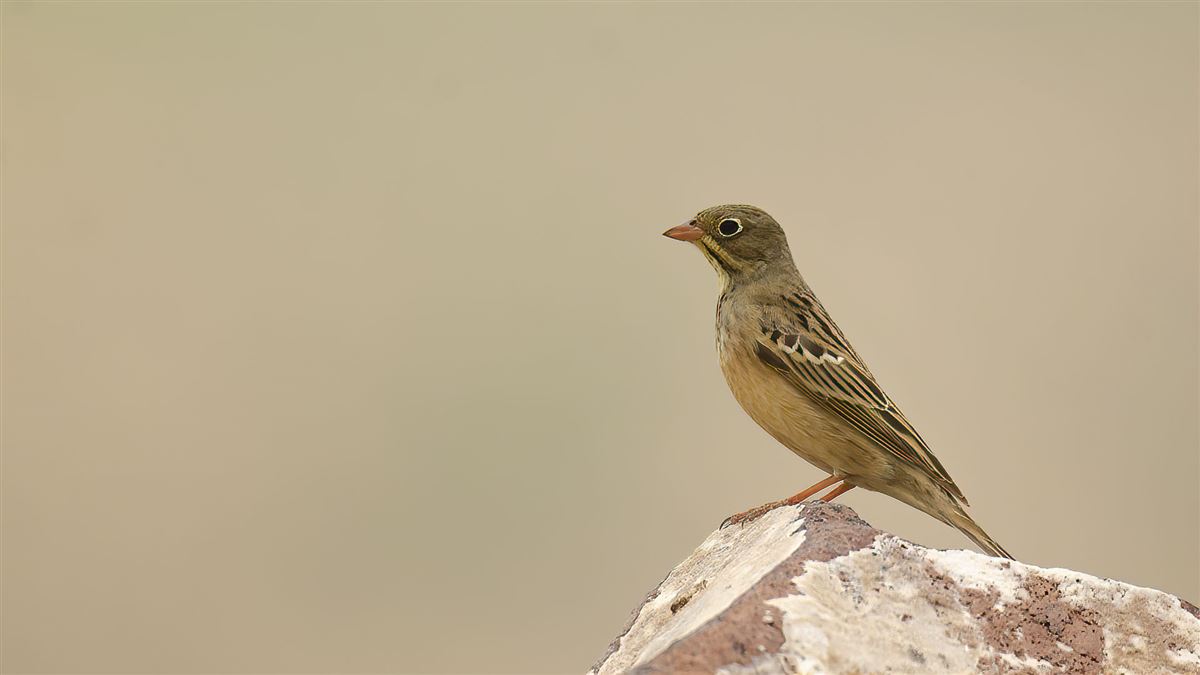 Ortolan Bunting