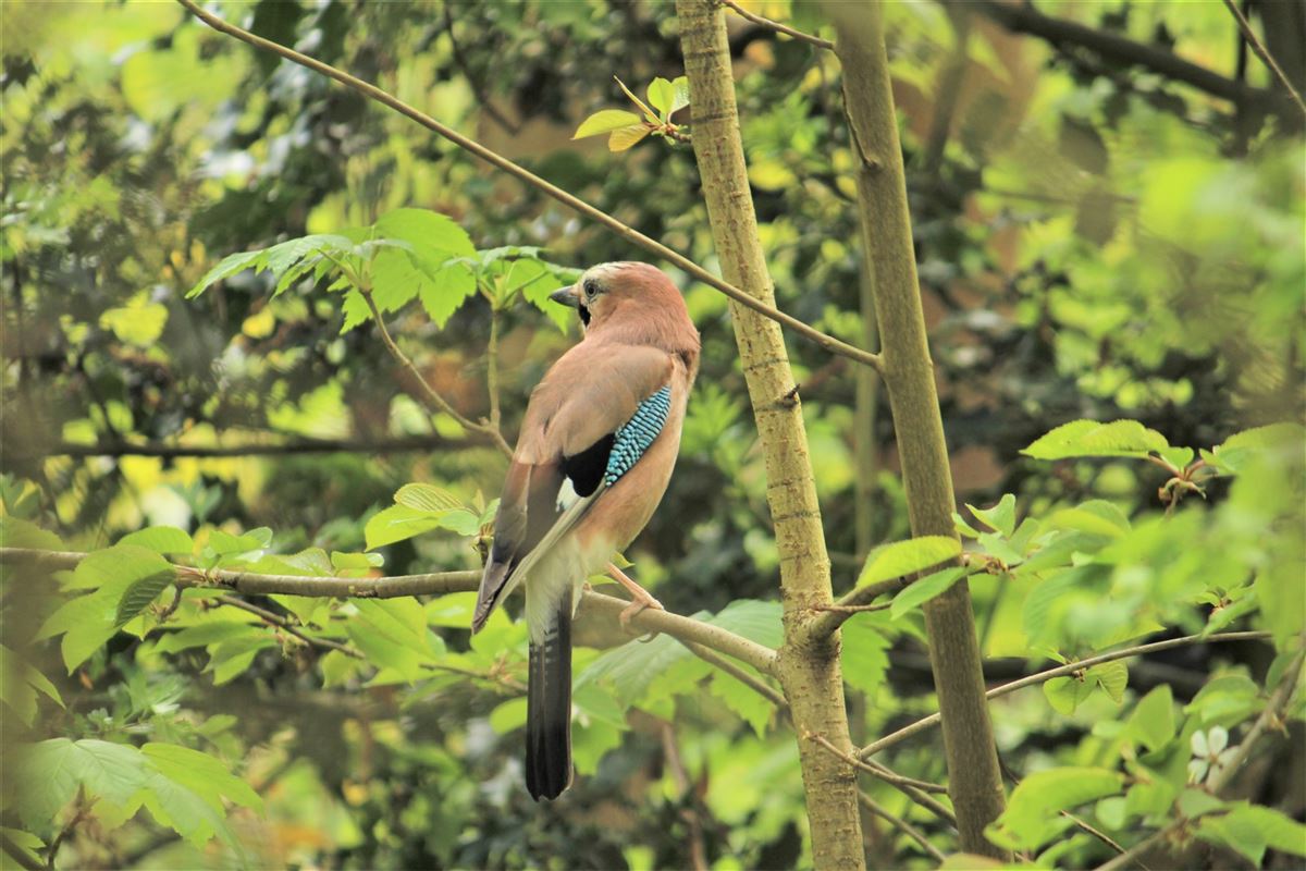Eurasian Jay