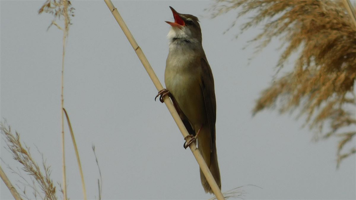 Great Reed Warbler