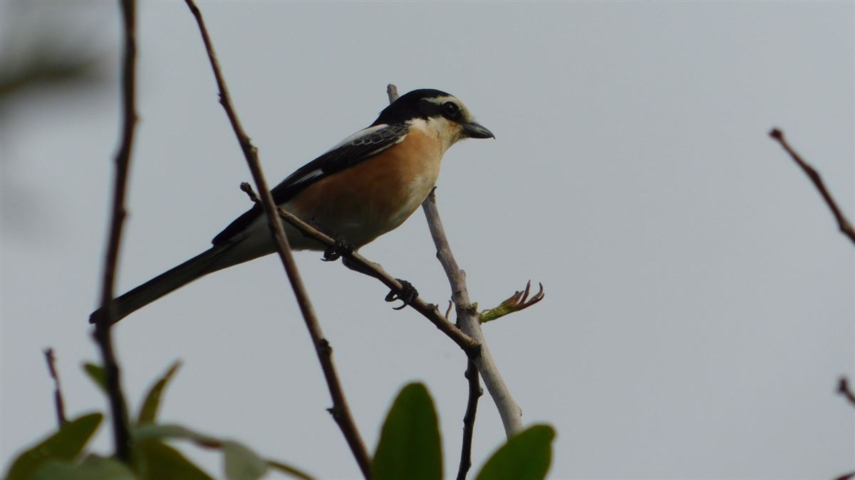 Masked Shrike
