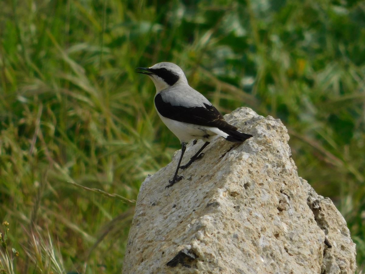 Northern Wheatear