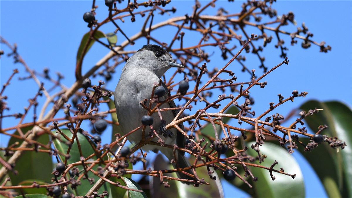 Eurasian Blackcap
