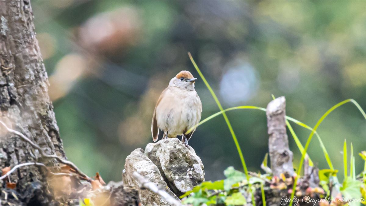 Eurasian Blackcap