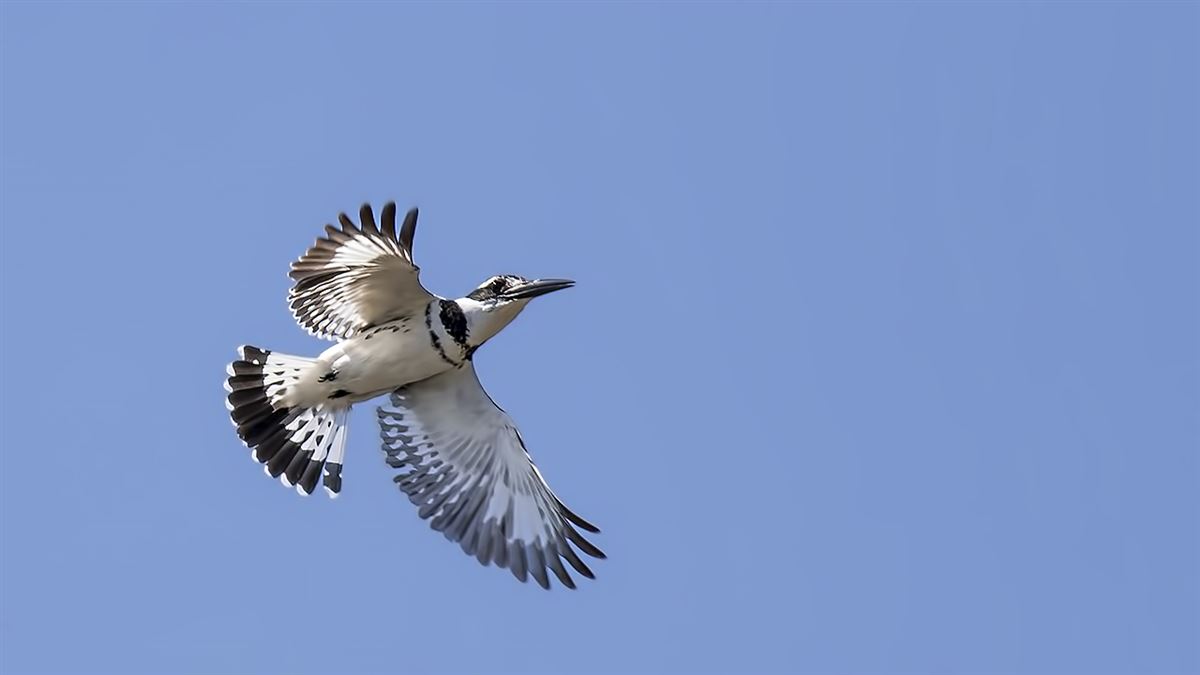 Pied Kingfisher