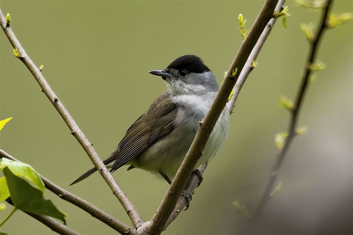 Eurasian Blackcap
