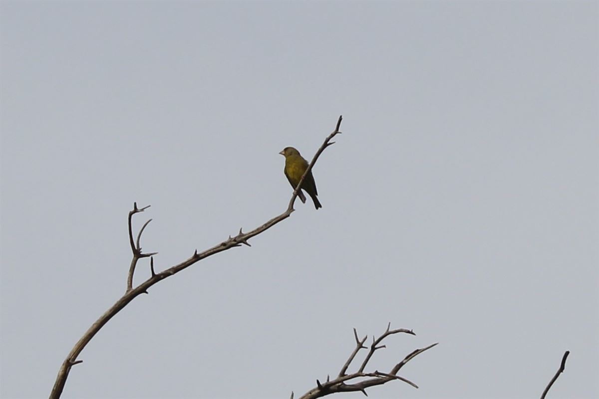 European Greenfinch