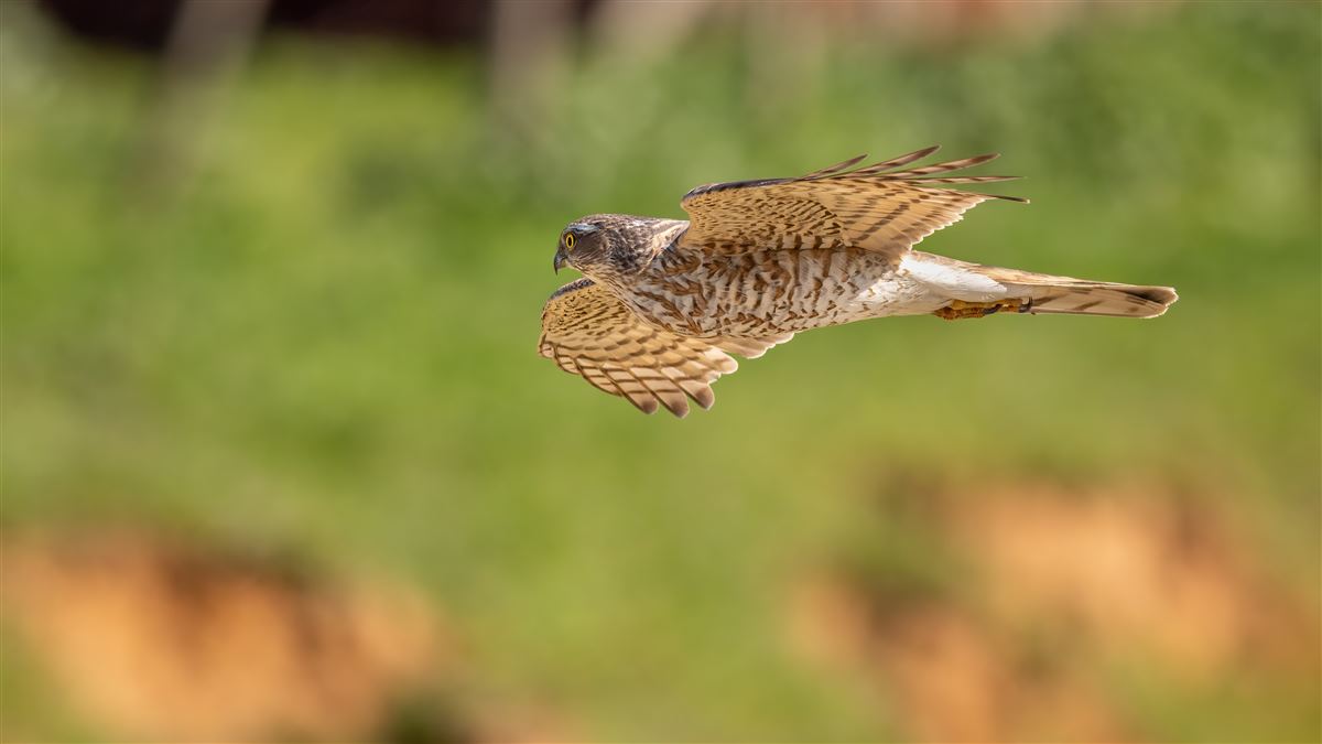 Eurasian Sparrowhawk