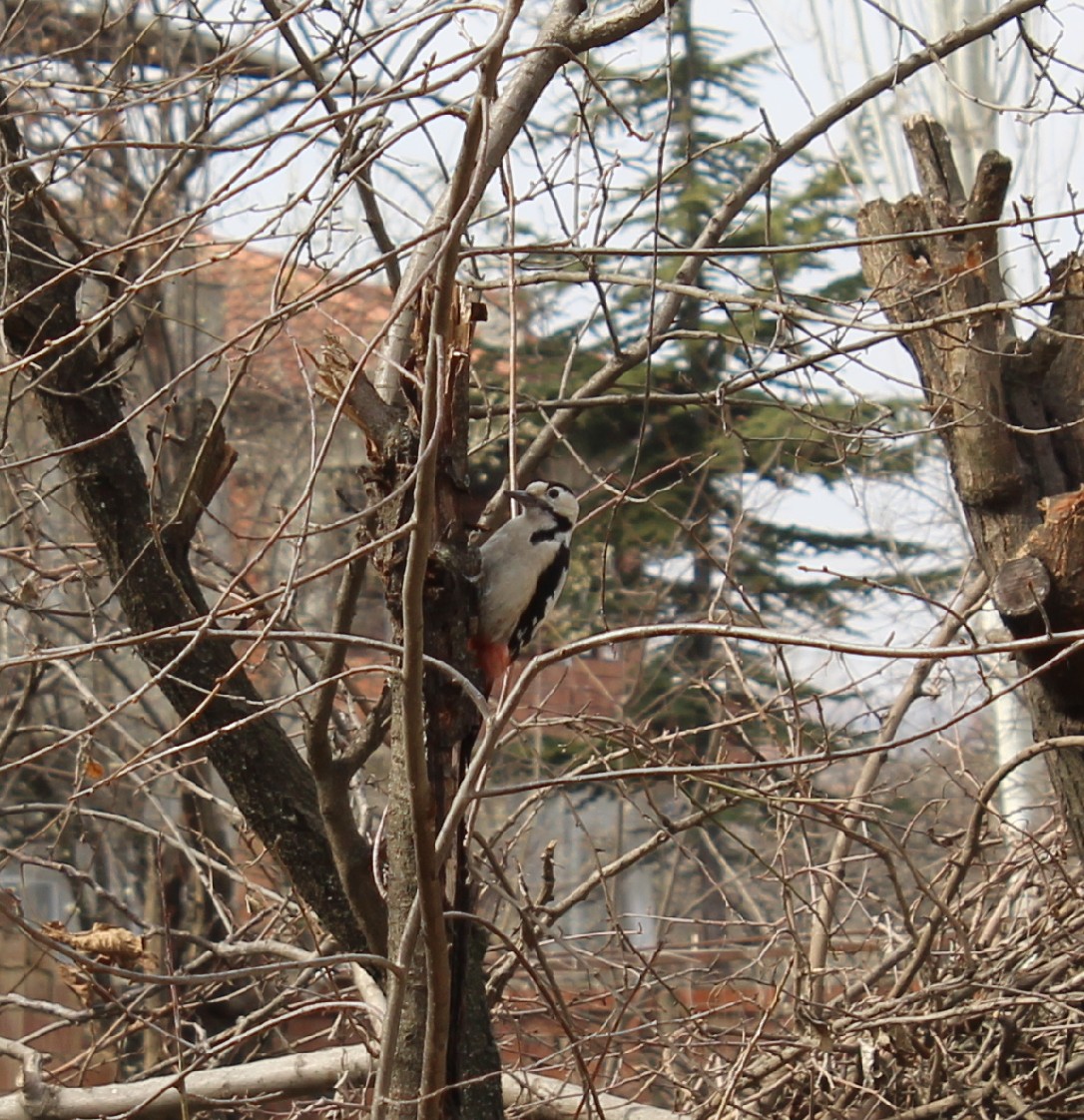 Syrian Woodpecker