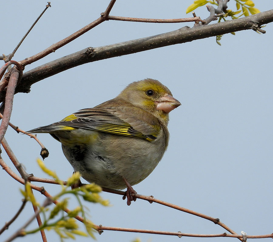 European Greenfinch