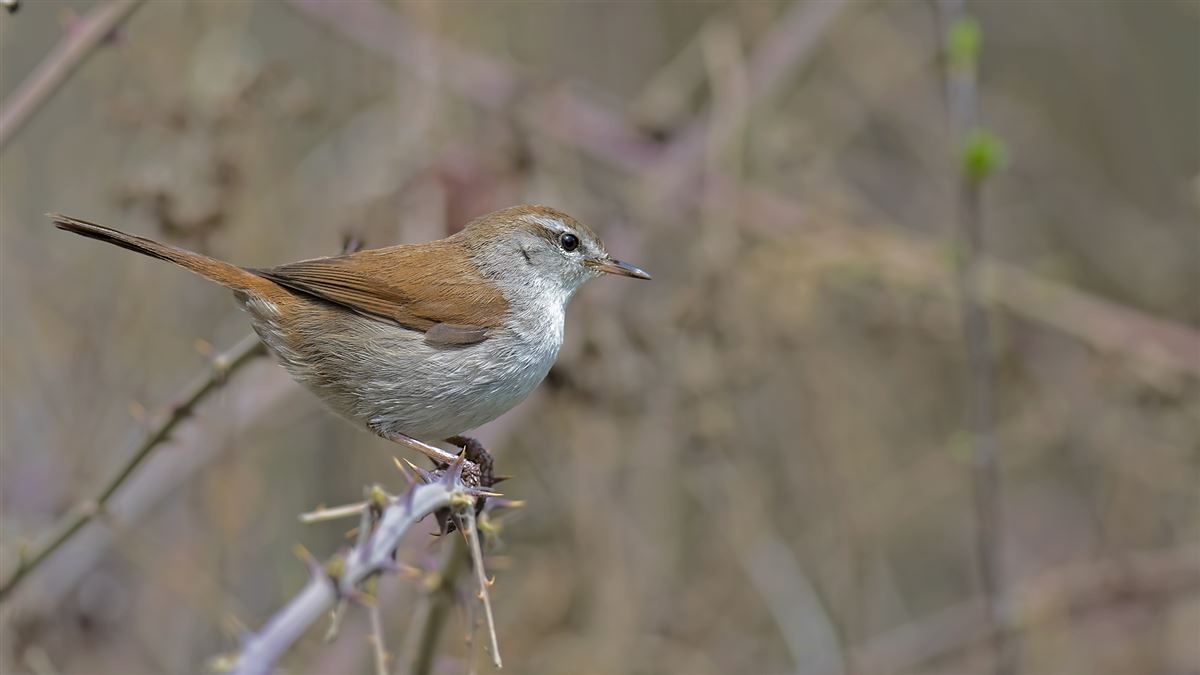 Cetti`s Warbler