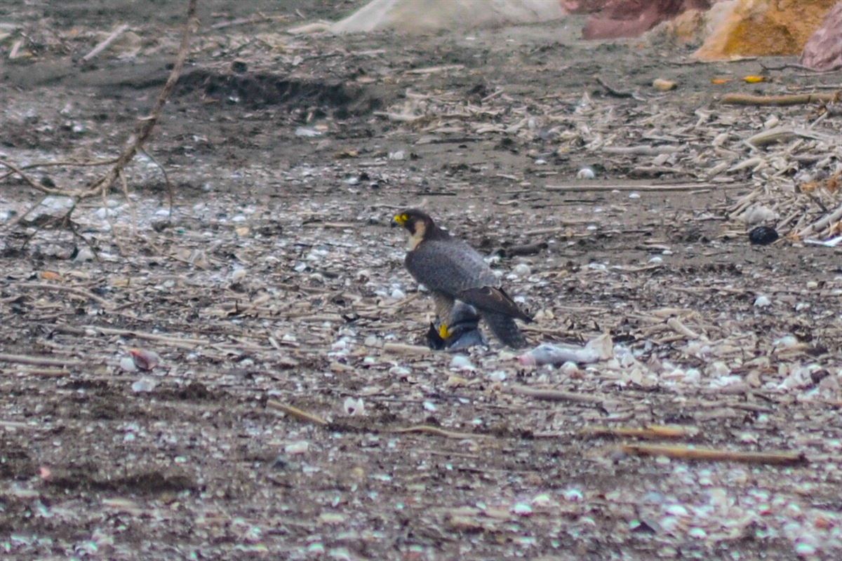 Peregrine Falcon