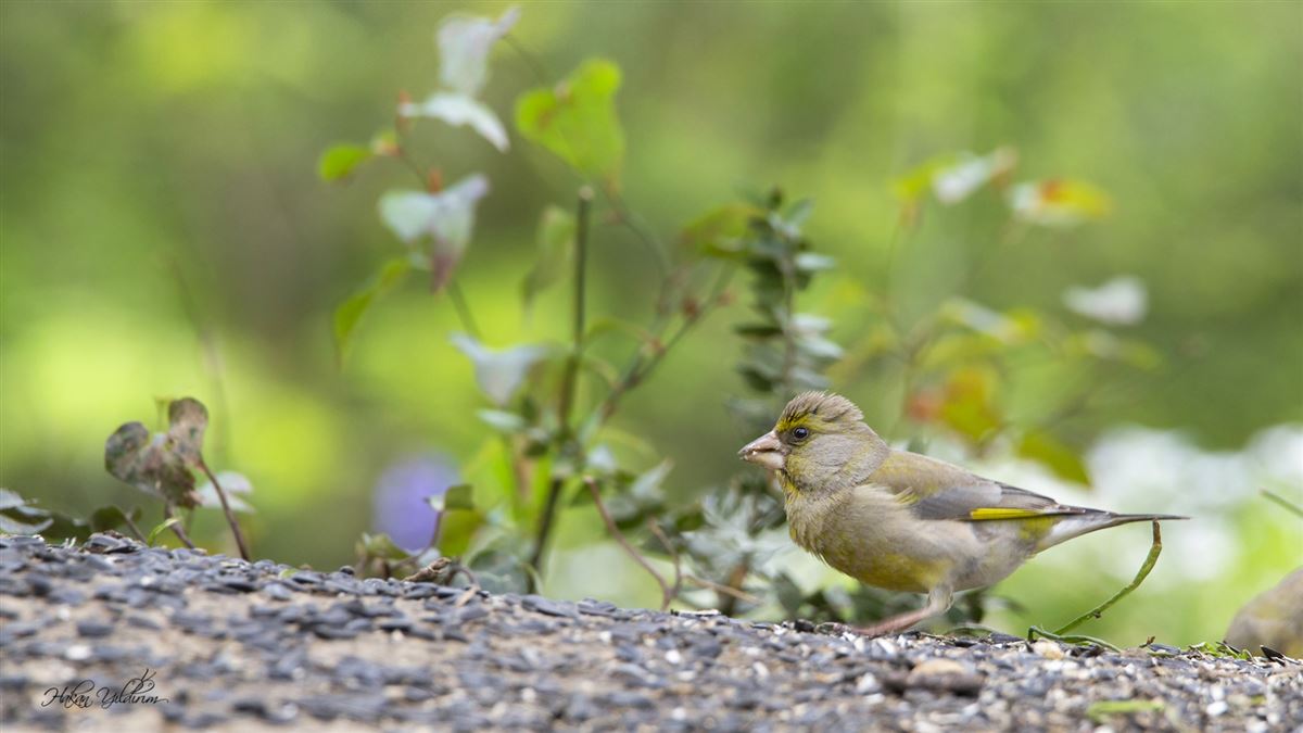 European Greenfinch