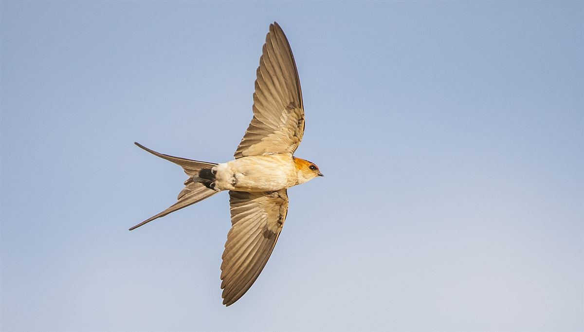 European Red-rumped Swallow